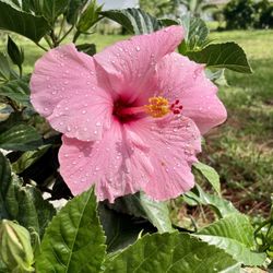 Hibiscus 3 gallon, bush, full of buds and blooms drought tolerant blooms all year. Full sun shade.