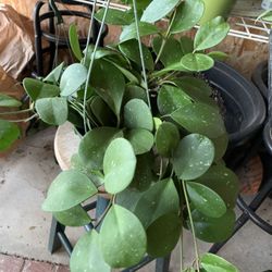Hoya Ovobata Plants