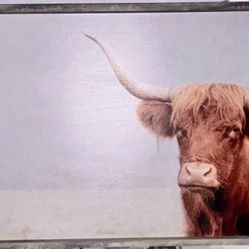 Cow Portrait 