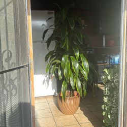 Plant
