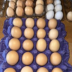 Eggs 
