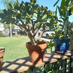 Jade Plant