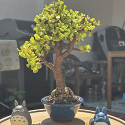 Shohin Dwarf Jade Bonsai (Portulacaria Afra)