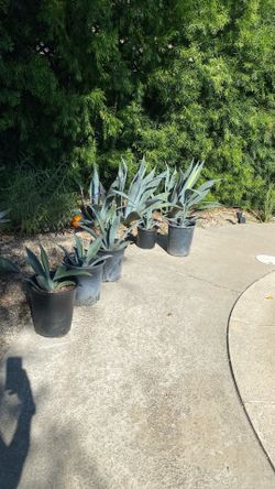 Agave americana - 5 gal