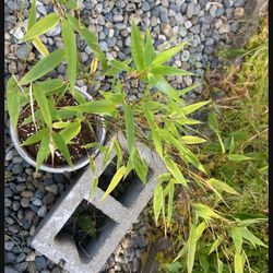 Black Bamboo Plant 