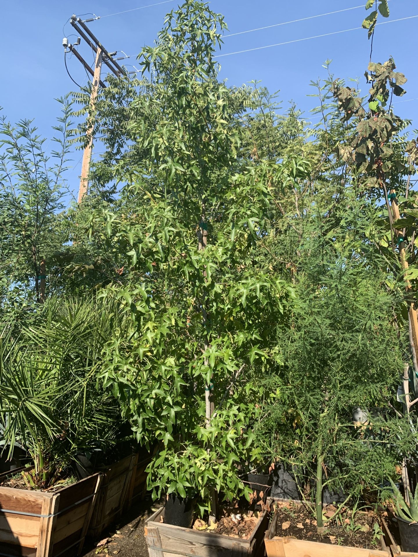 Liquidambar Tree 24”Box