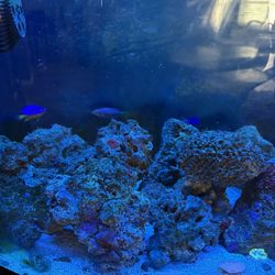 34 Gallon Fish Tank 