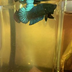 Fish tank