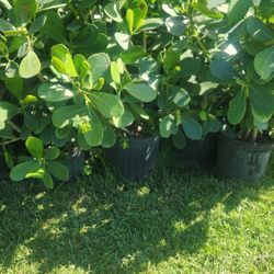 Beautiful Clusias Plants For Privacy!!! 3 Feet Tall !!! Fertilized 