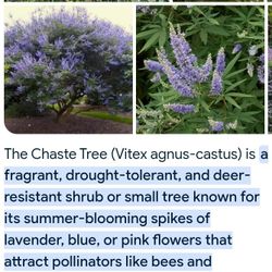 Cheste Tree's 🌳🦋🐝🐞