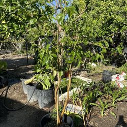 Beautiful Healthy Mulberry Tree