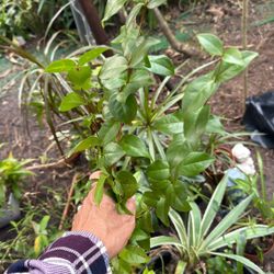 Surinam Cherry Plant 