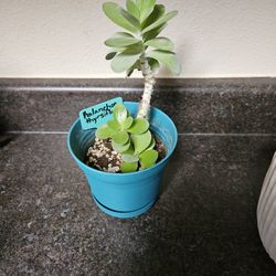 Kalanchoe "Flapjack" Succulent