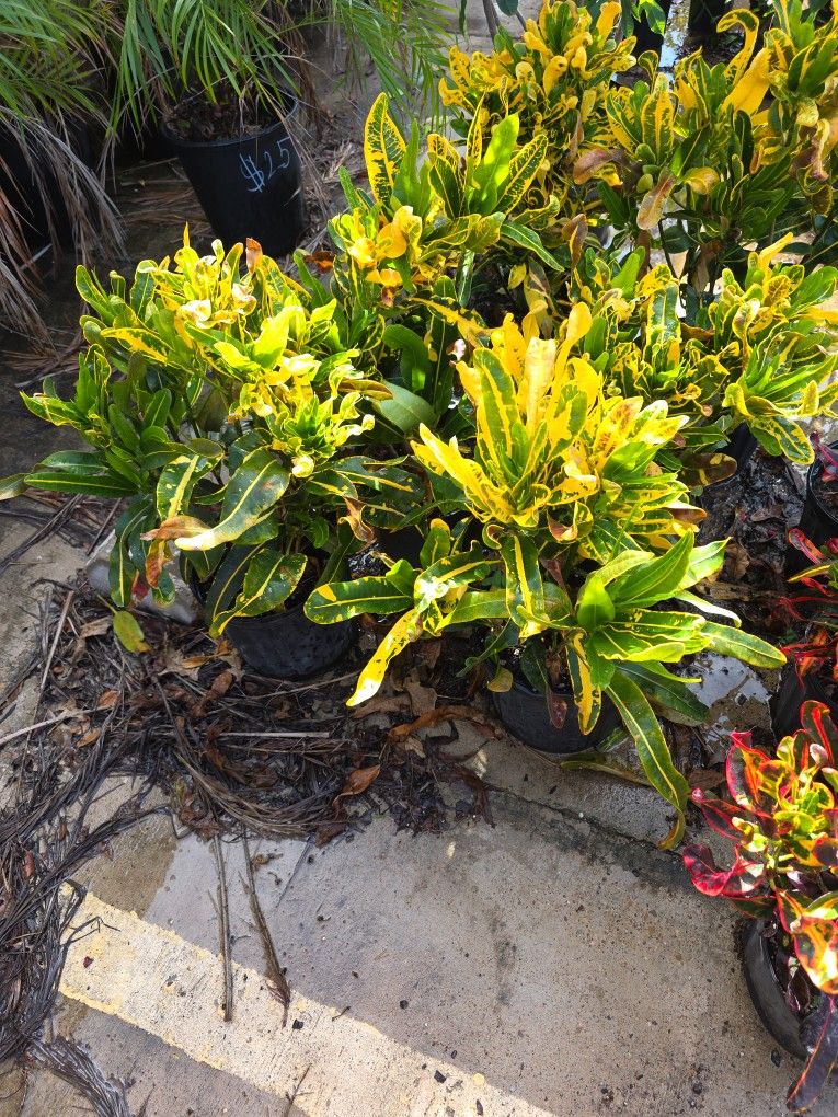 Crotos California 3gallon