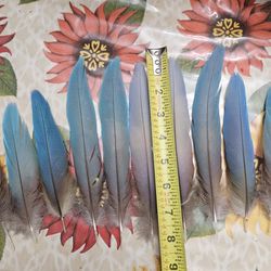 Feathers 