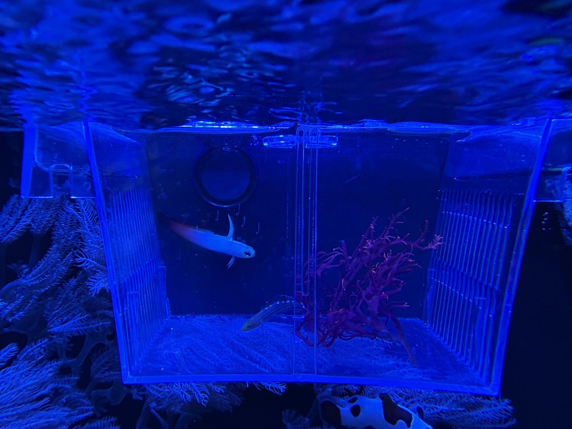 Fish Isolation Box