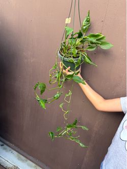 6” xl Pothos sangri la