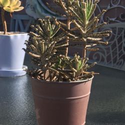 $5 Mother Of Millions Succulent