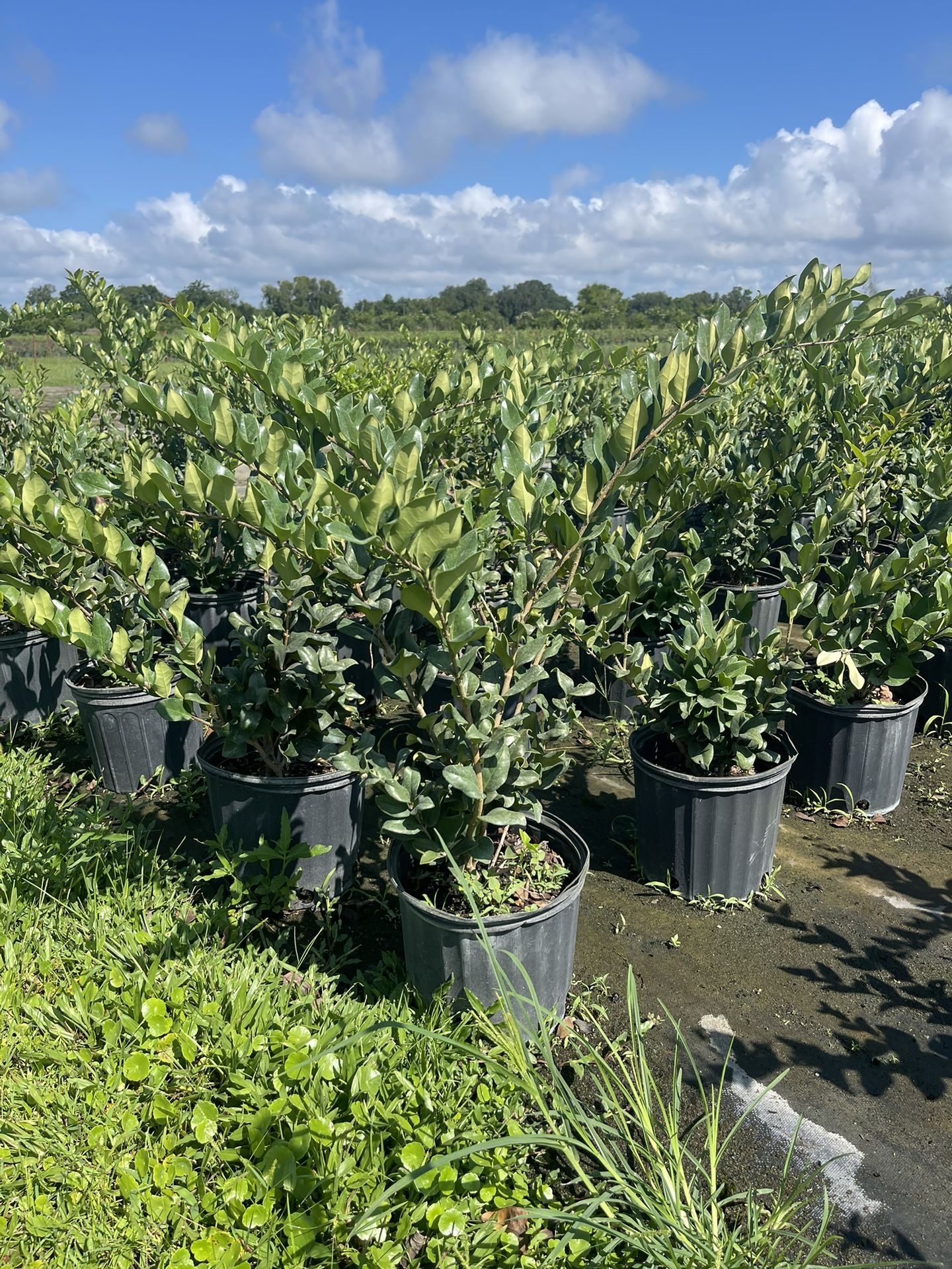 Hedge plants ready for planting season!!