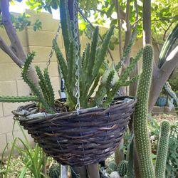 Stapelia Plants 
