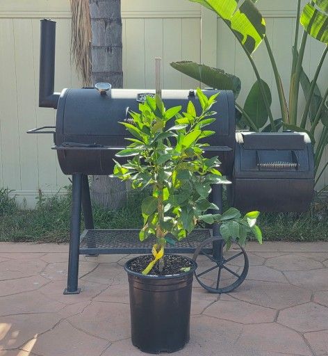Lime Tree Thornless Mexican Key Lime Semi