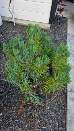 *** Plants & Succulents in Fountain Valley