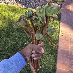 Grab and Go succulents 