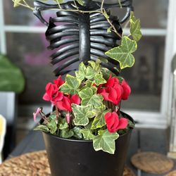 Skeleton Plant Arrangement