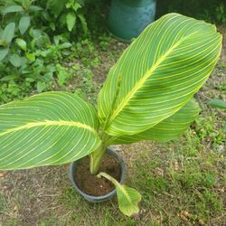 Tiger Canna Lilly Plants 