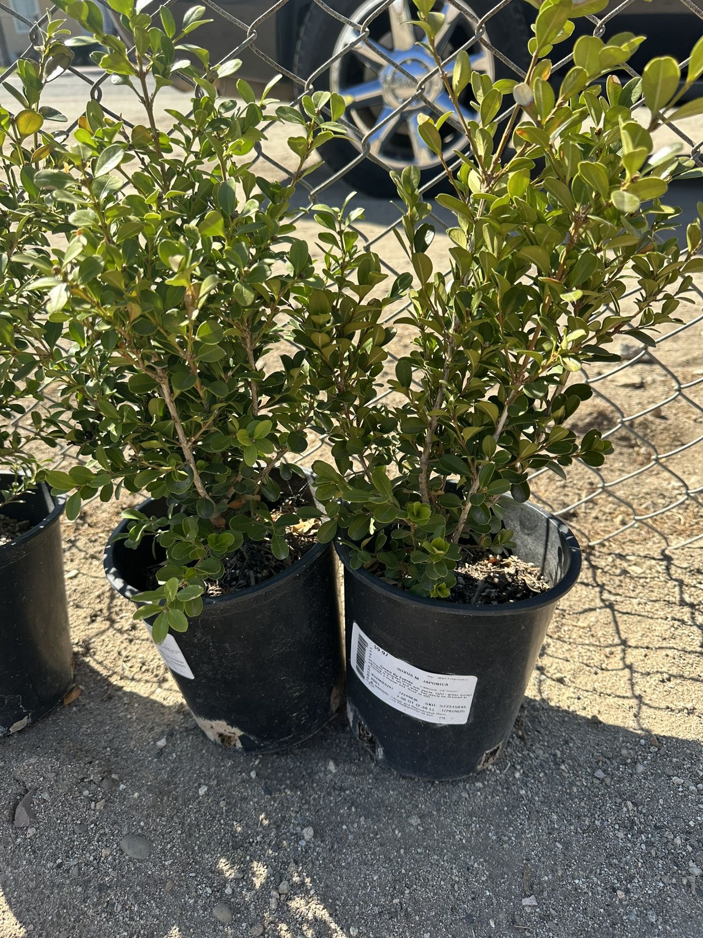 6 Boxwood Shrubs