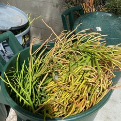 Firestick Clippings ( Free ) 