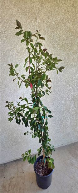 🌳Lemon Guava Tree 🌳