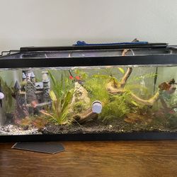 20 Gallon Long Fish Tank 