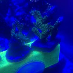 Acro Frags Reef Decorations