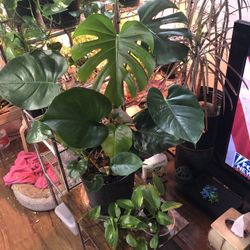Monstera Plant 🪴 