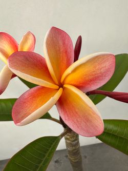 Blooming Plumeria Plant H6