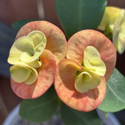 Peach With Yellow Crown Of Thorns 🪴🍑💛