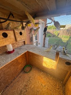 Cockatiel