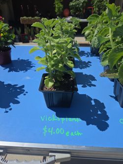 Plants