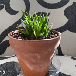Aloe Plant In Terra Cotta Pot