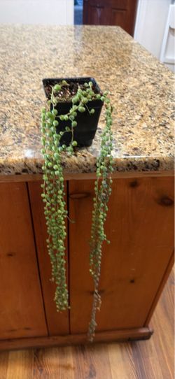 Plant