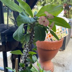 Euphorbia milii “Crown Of Thorns”