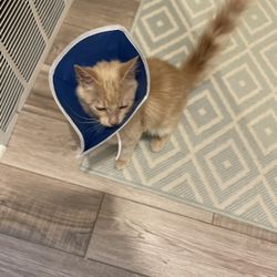 Cone For Cat 