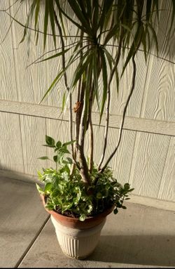 Planta grande $$35