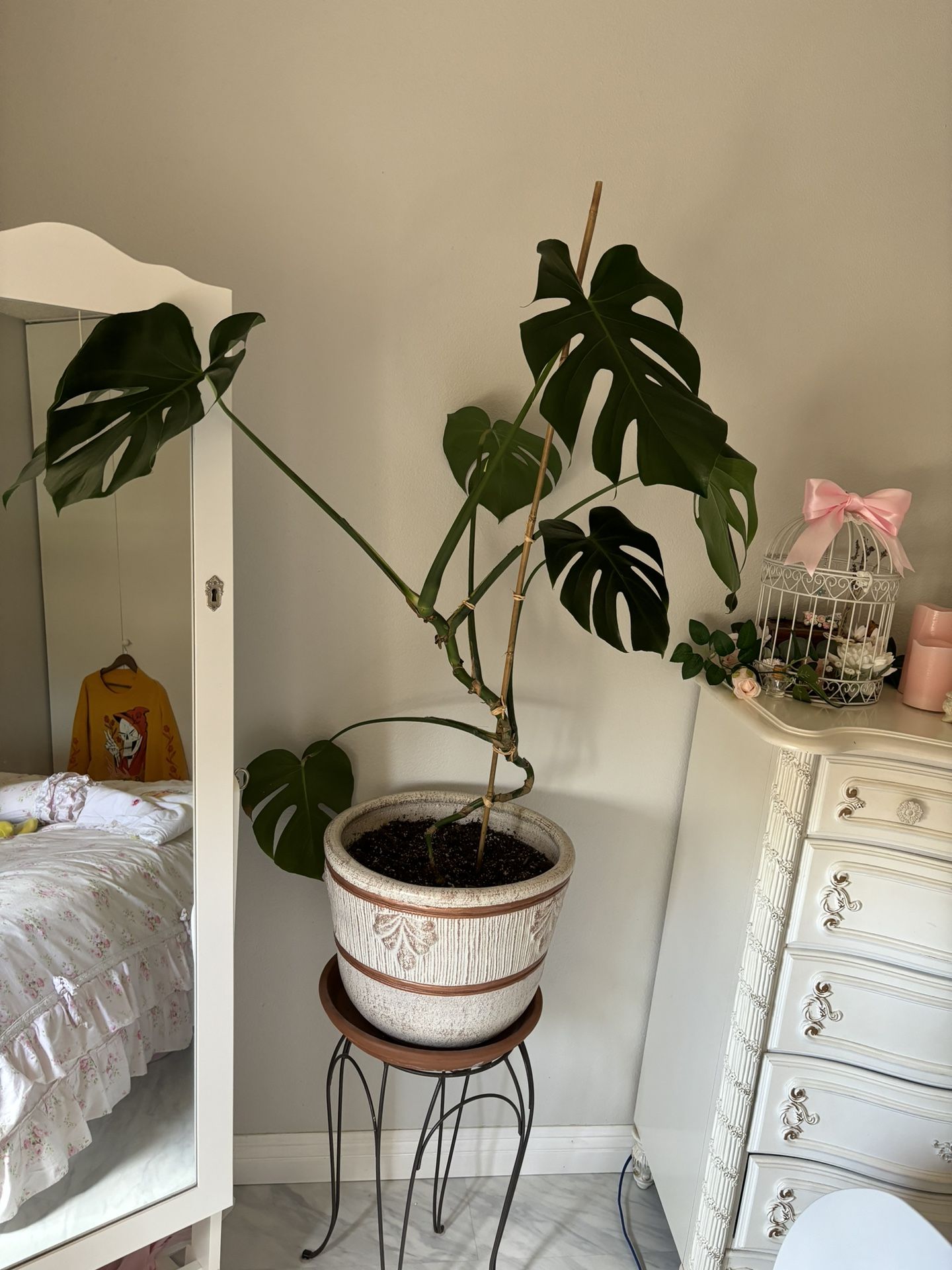 monstera