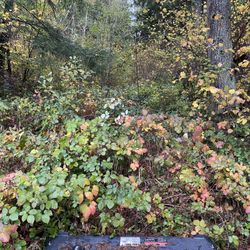 Brush Mower For Sale