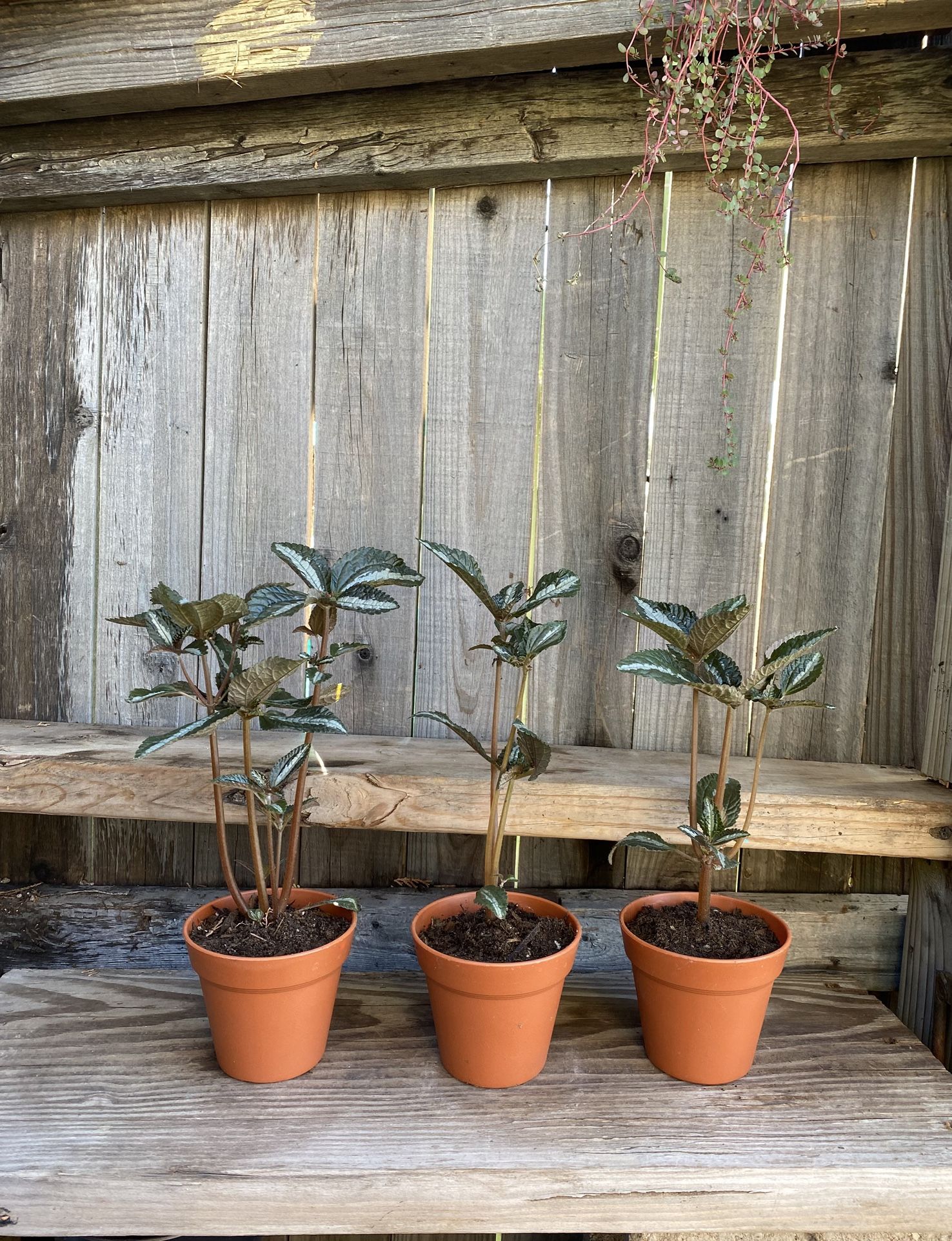 Indoor Pilea Silver Plant