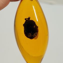 Brand New 2.5" Diving Beetle Dytiscidae Family Amber-color Resin Pendant Only NO NECKLACE INCLUDED. The image shows a diving beetle encased in AMBER-C