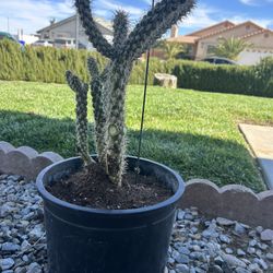 Cholla Cactus