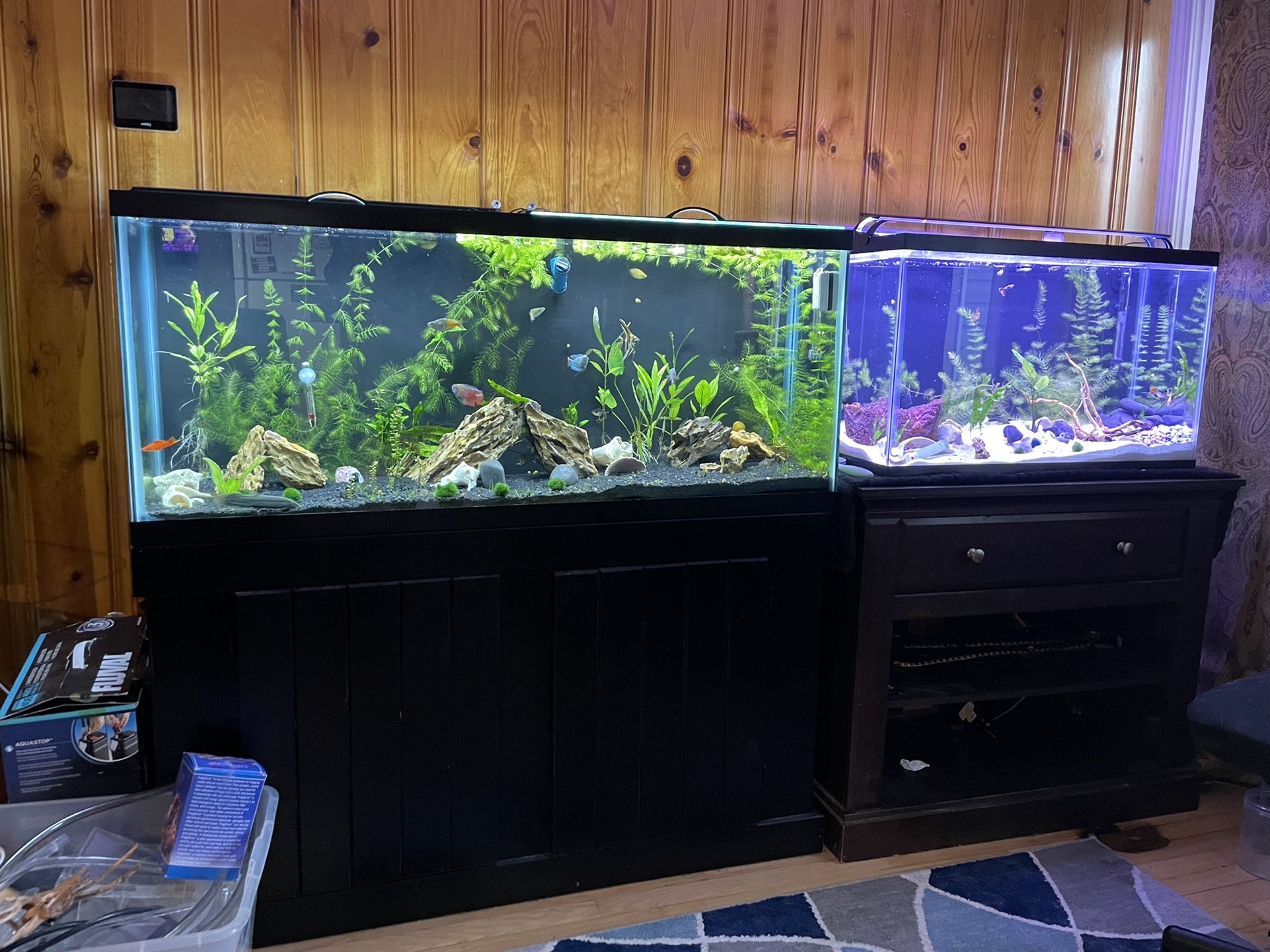 55 Gallon And 29 Gallon Fish Tanks